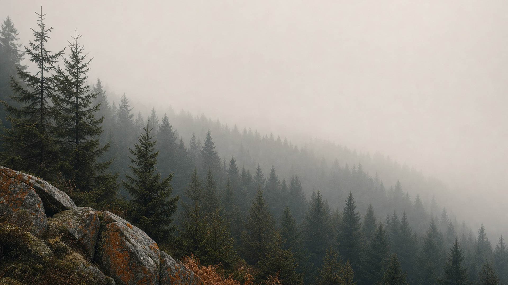 Harz spruce ridge in moving mist over wet granite