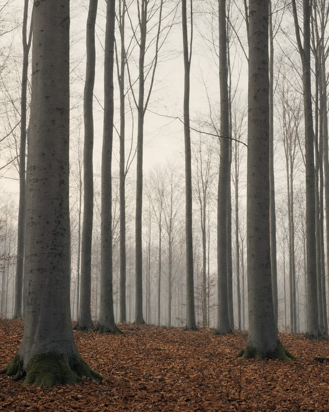 Old beech forest in late autumn, turning leaves between bare trunks