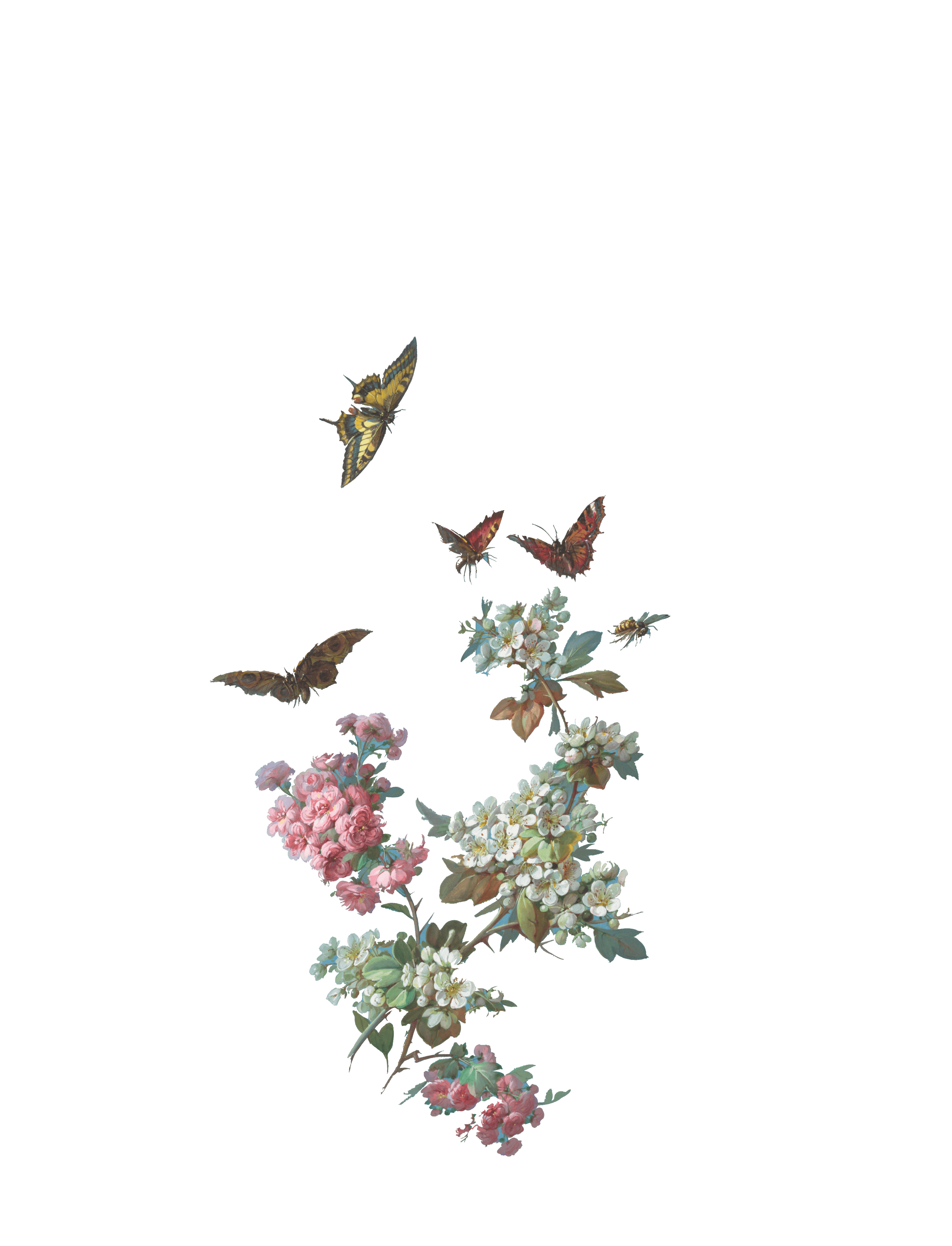 JOJOBA