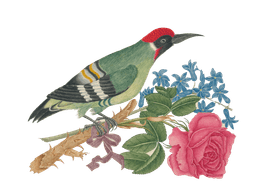 Jojoba Seeds