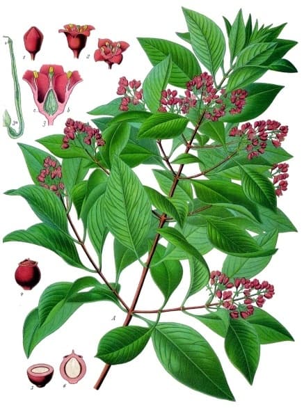 Chromolithograph botanical plate of Santalum album from Köhler's Medizinal-Pflanzen