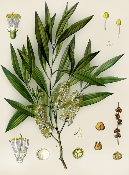 Chromolithograph botanical plate of Melaleuca from Köhler's Medizinal-Pflanzen