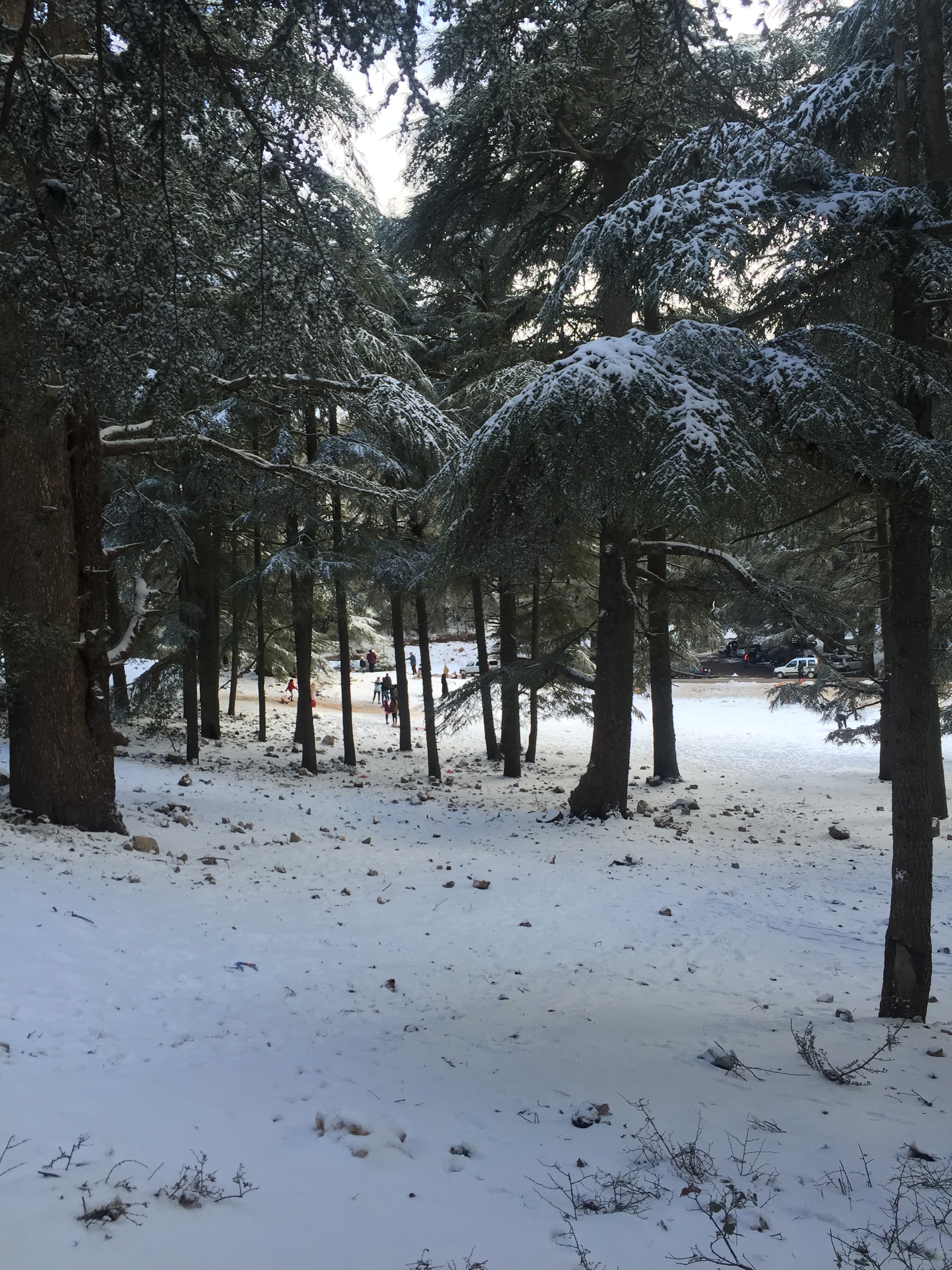 Atlas cedar forest on a dry Moroccan mountainside